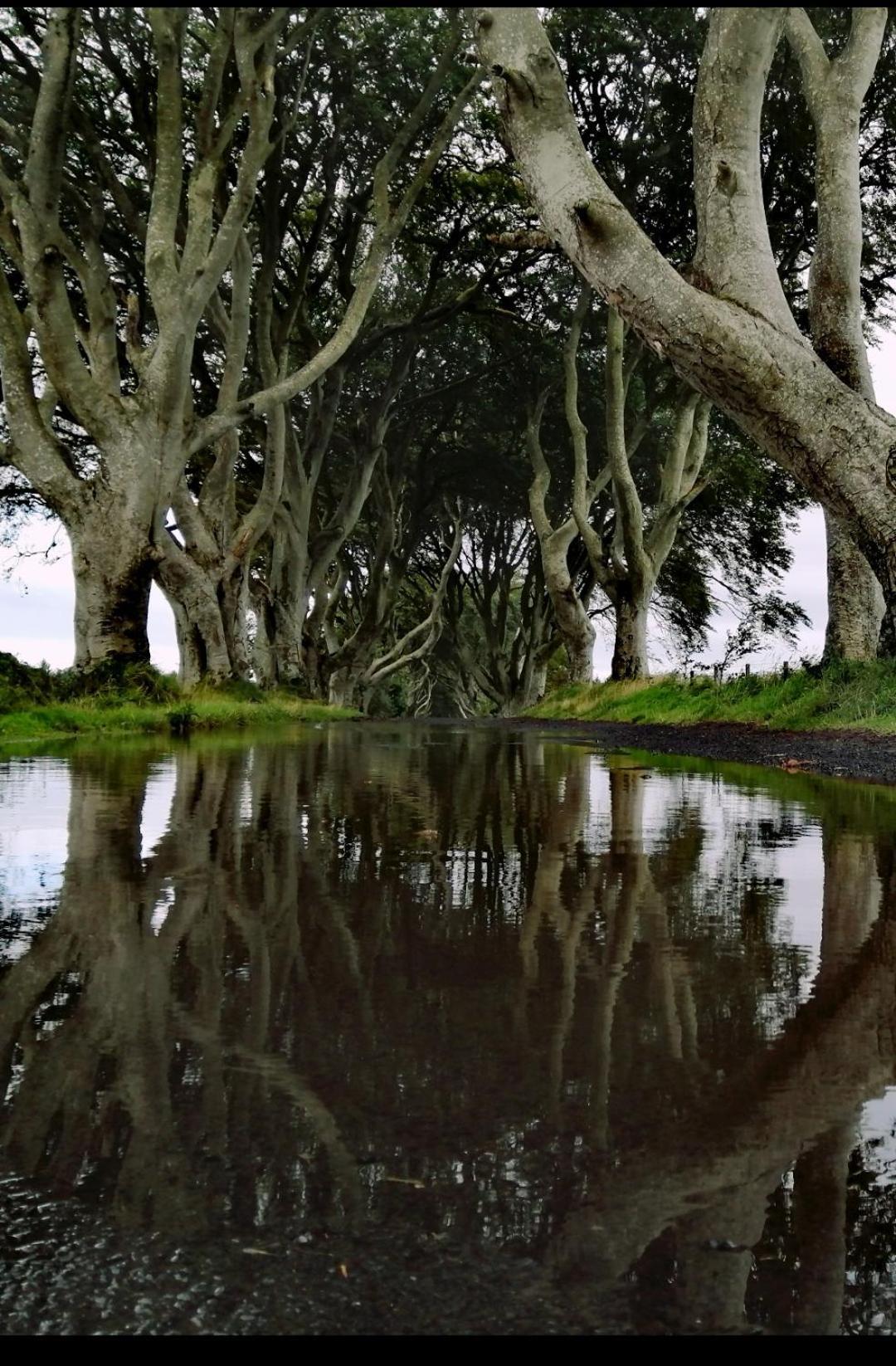 Doughery Den The Dark Hedges Hideaway Armoy المظهر الخارجي الصورة